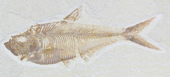 Detailed Diplomystus Fish Fossil From Wyoming #32734